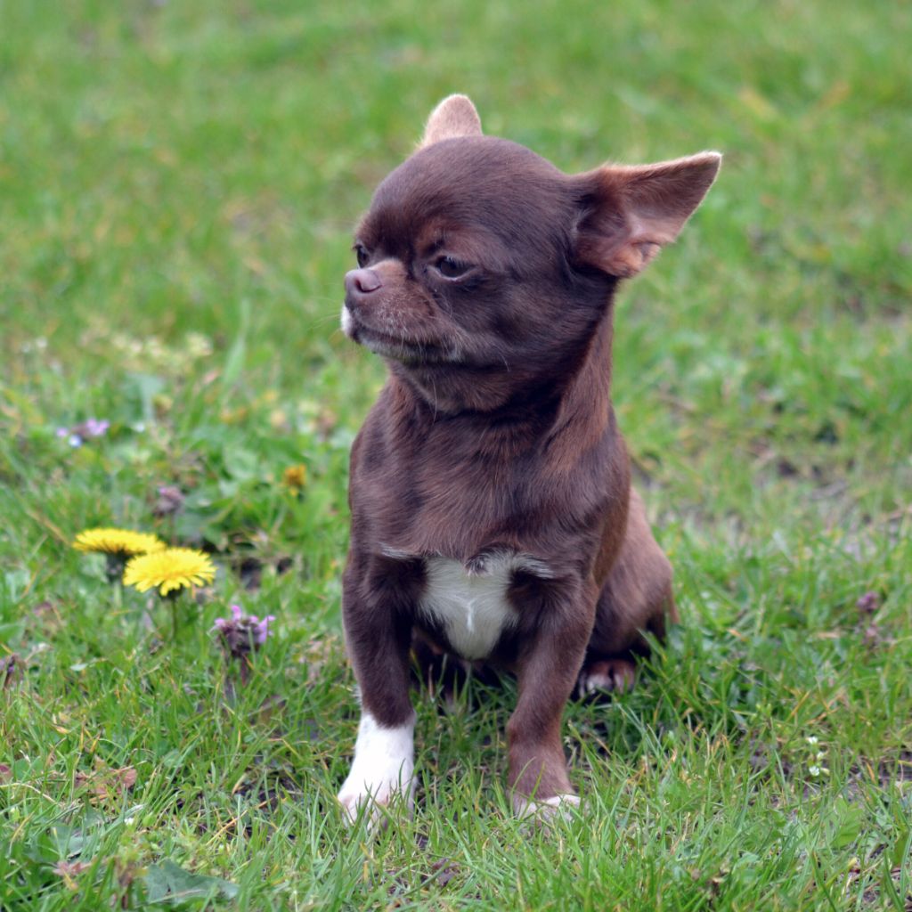 Les Chihuahua de l'affixe Des Loves Didi