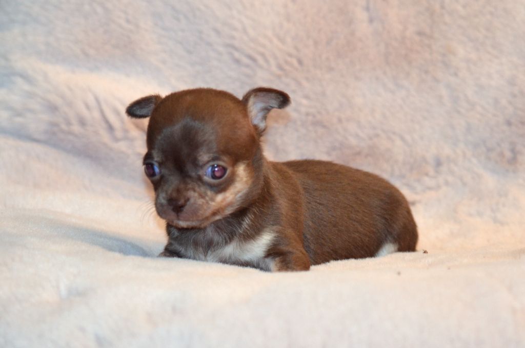 Des Loves Didi - Chiot disponible  - Chihuahua