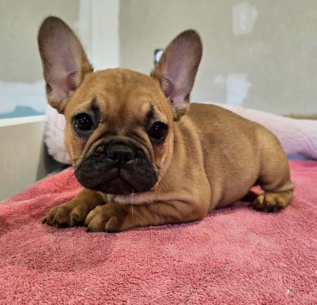 Des Loves Didi - Chiot disponible  - Bouledogue français