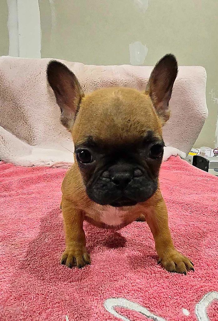 Des Loves Didi - Chiot disponible  - Bouledogue français