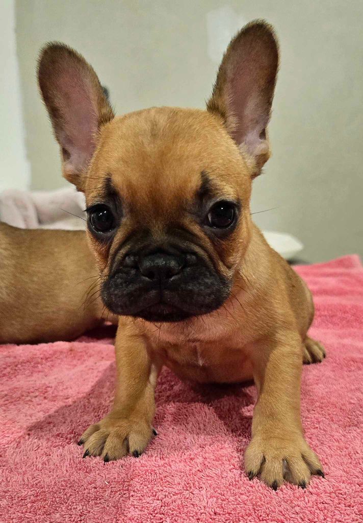 Des Loves Didi - Chiot disponible  - Bouledogue français