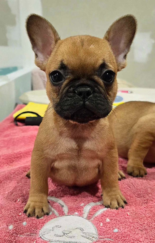 Des Loves Didi - Chiot disponible  - Bouledogue français