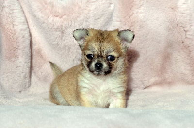 Des Loves Didi - Chihuahua - Portée née le 14/03/2024