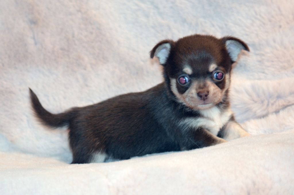 Des Loves Didi - Chiot disponible  - Chihuahua