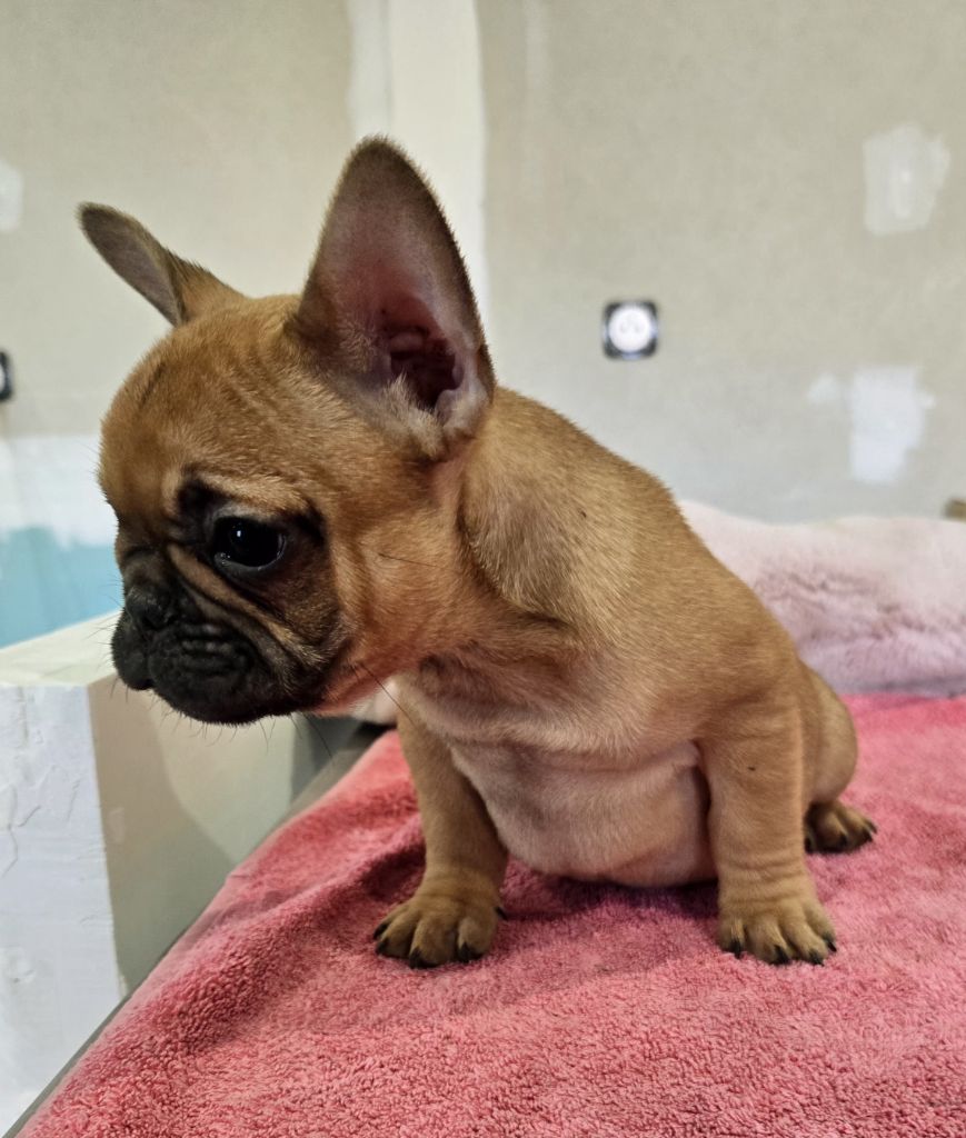 Des Loves Didi - Chiot disponible  - Bouledogue français