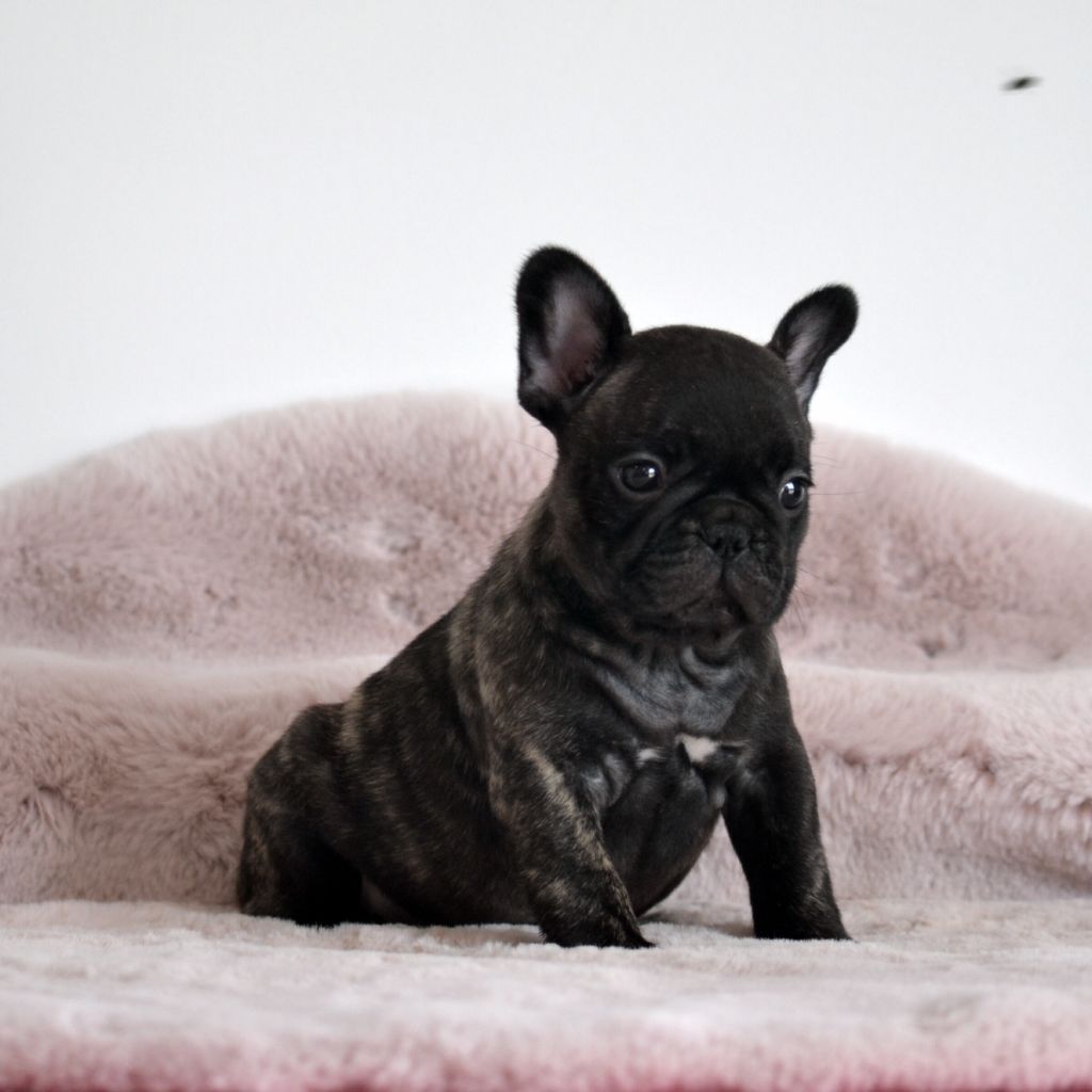 Des Loves Didi - Chiots disponibles - Bouledogue français