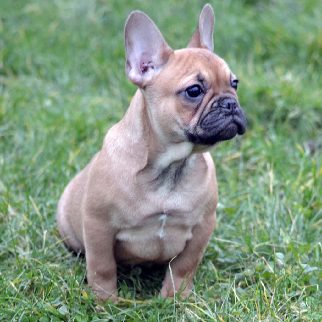 Des Loves Didi - Bouledogue français - Portée née le 09/11/2024