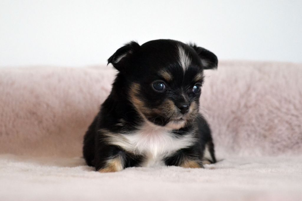 Des Loves Didi - Chiots disponibles - Chihuahua