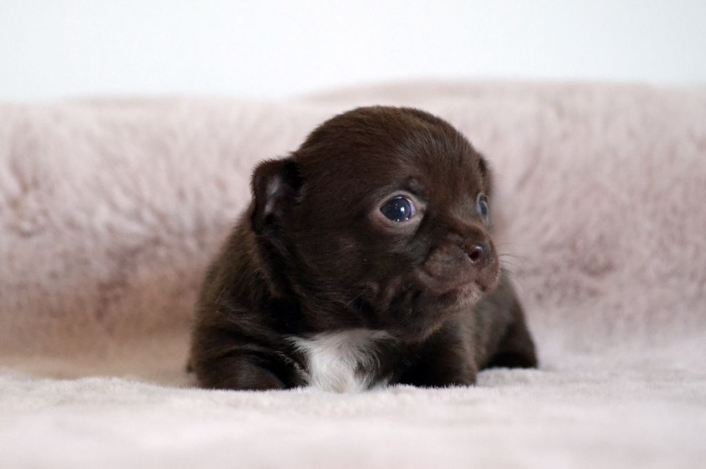 Des Loves Didi - Chiots disponibles - Chihuahua