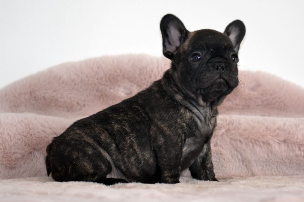Des Loves Didi - Chiots disponibles - Bouledogue français