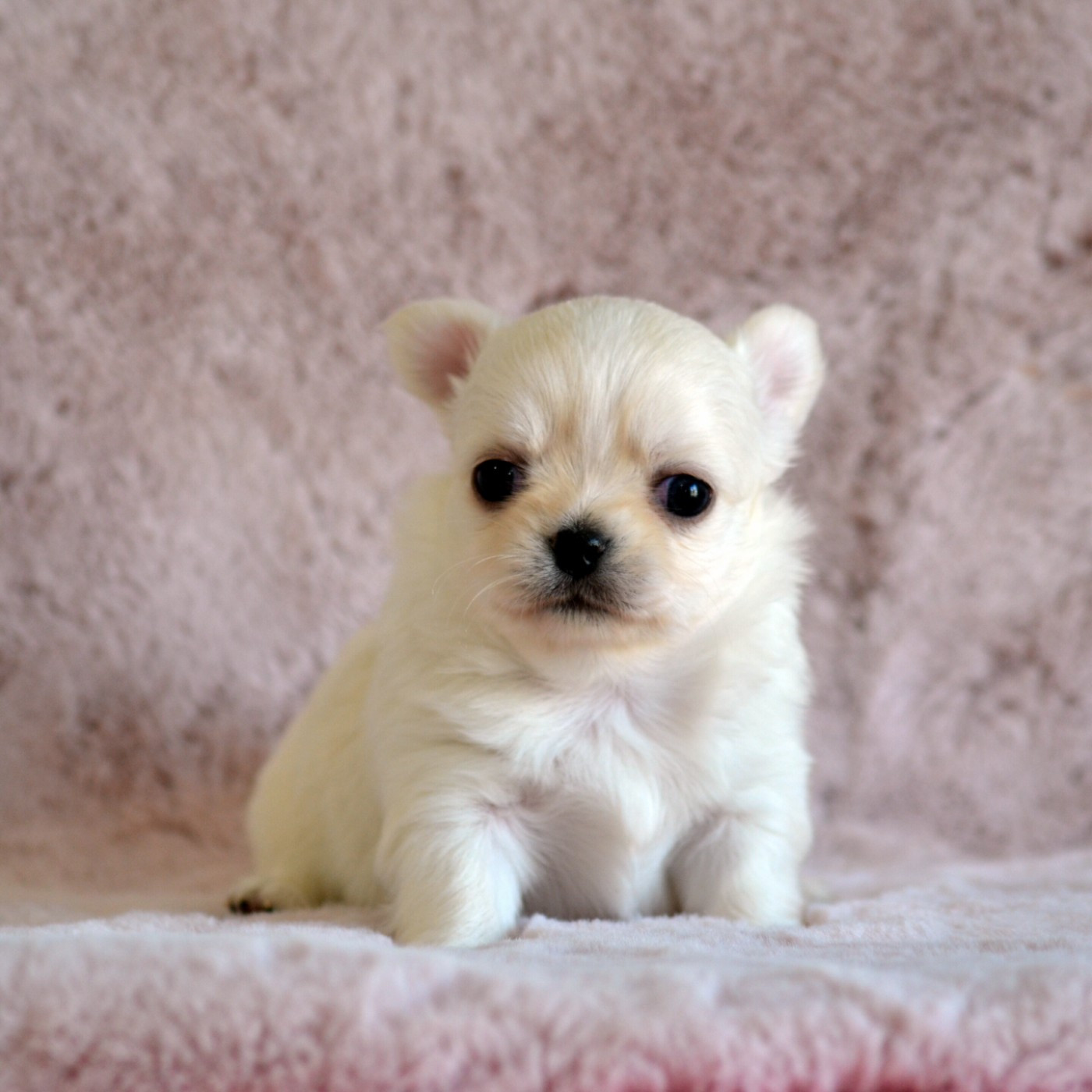 Des Loves Didi - Chiots disponibles - Chihuahua
