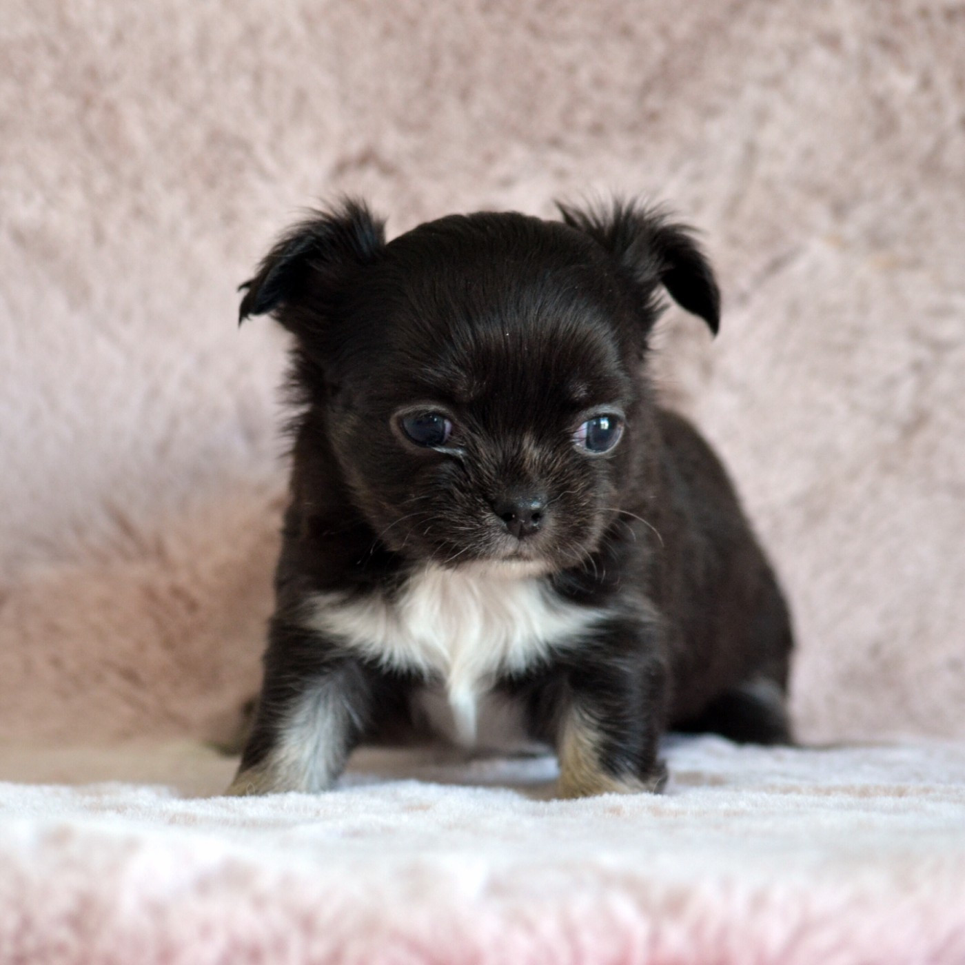 Des Loves Didi - Chiots disponibles - Chihuahua
