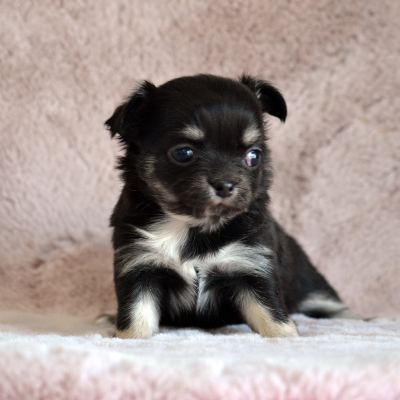 Des Loves Didi - Chiots disponibles - Chihuahua