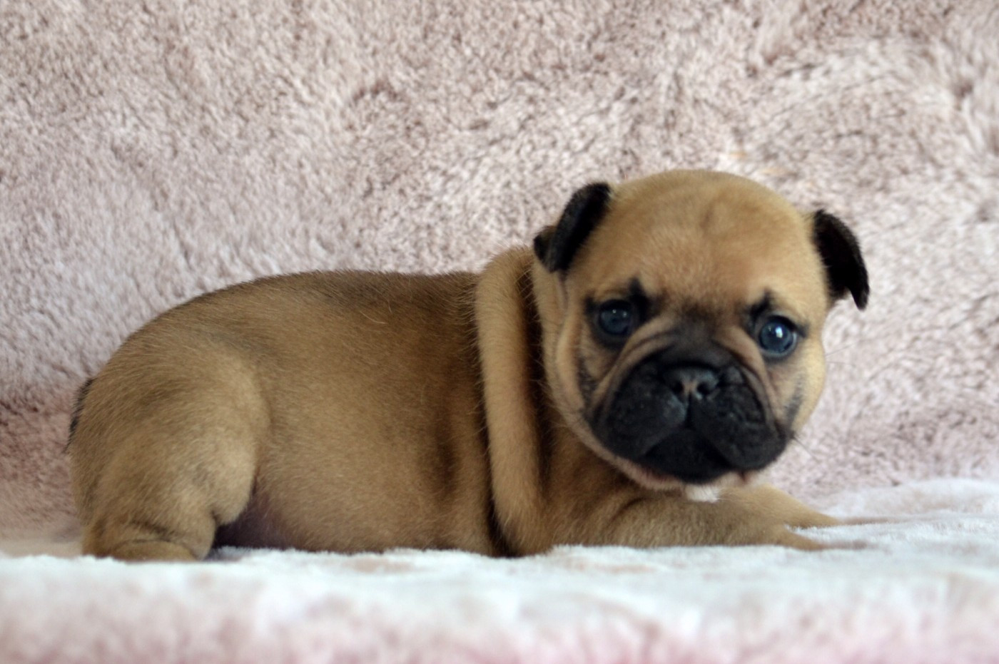 Des Loves Didi - Chiots disponibles - Bouledogue français