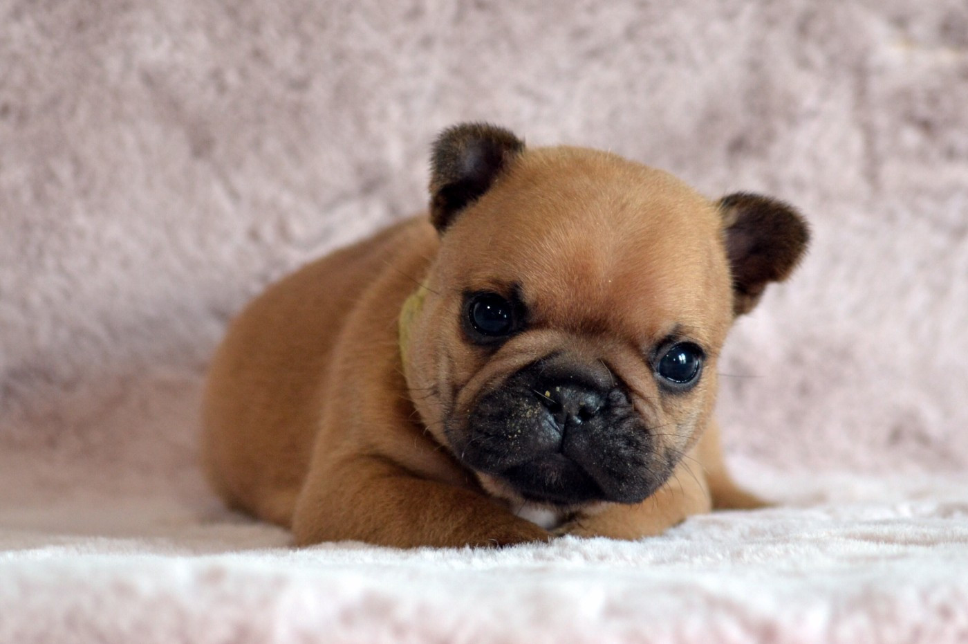Des Loves Didi - Chiots disponibles - Bouledogue français