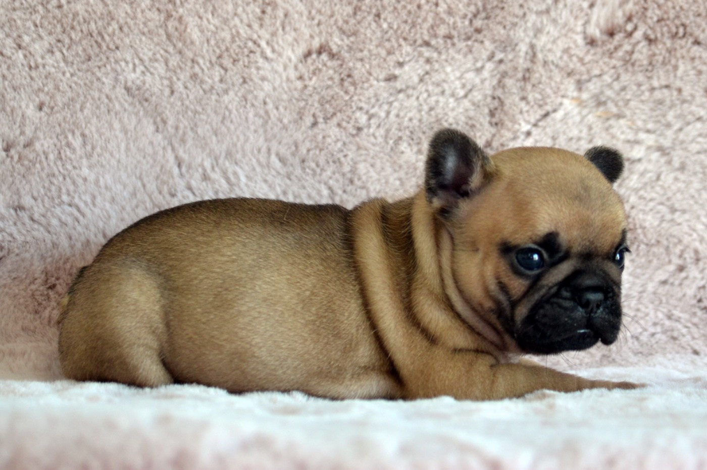 Des Loves Didi - Chiots disponibles - Bouledogue français