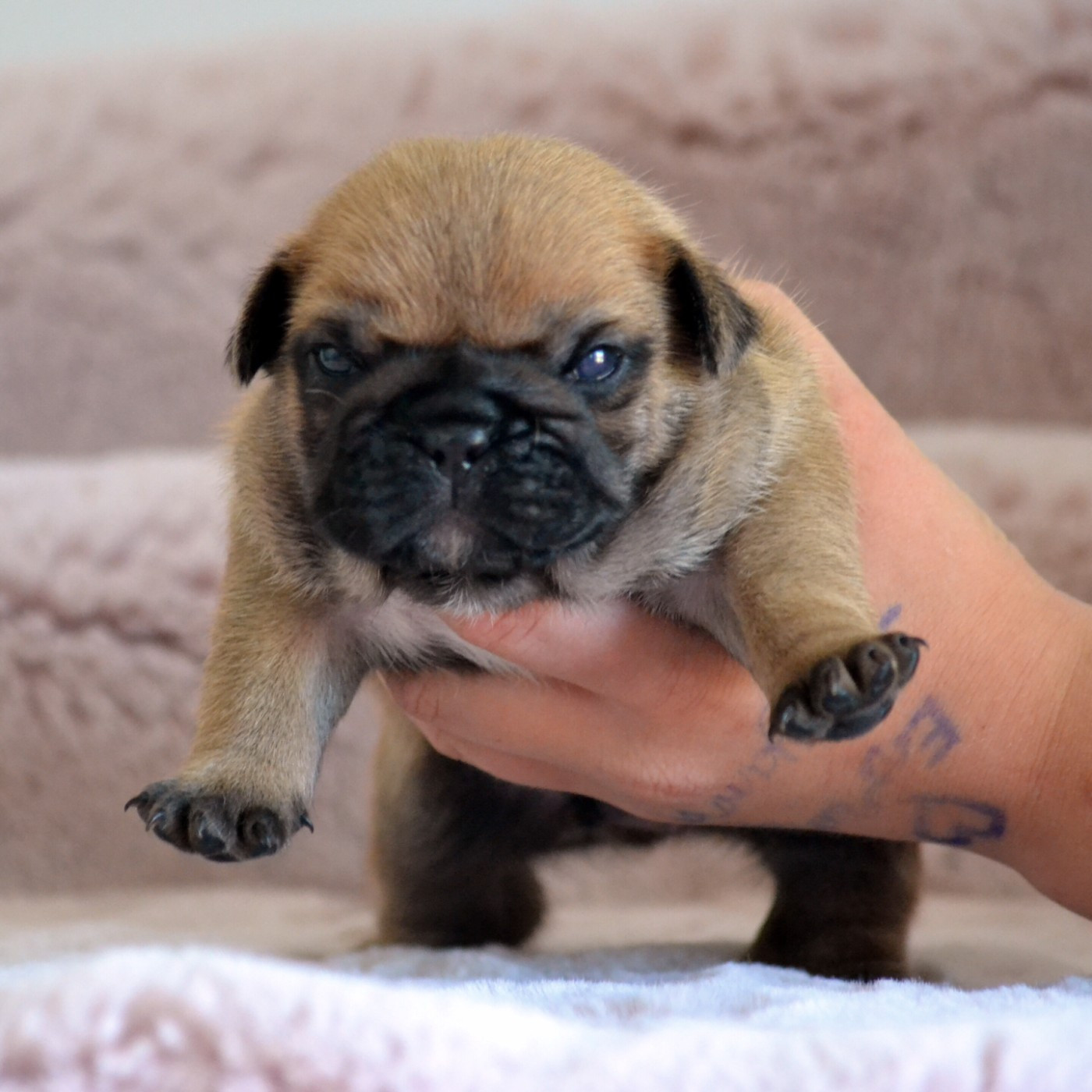 Des Loves Didi - Chiots disponibles - Bouledogue français