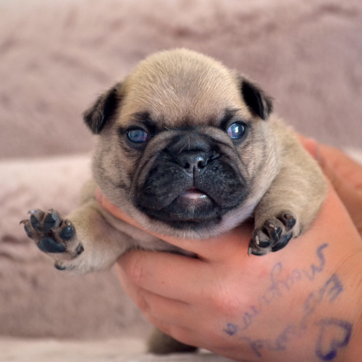 Des Loves Didi - Chiots disponibles - Bouledogue français