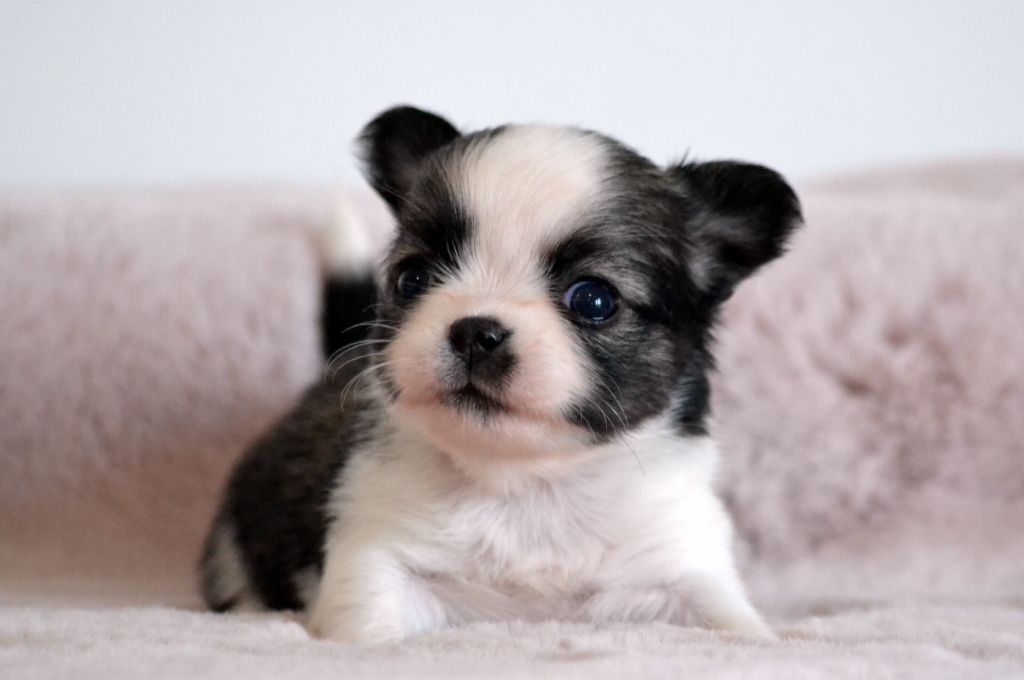 Des Loves Didi - Chiots disponibles - Chihuahua