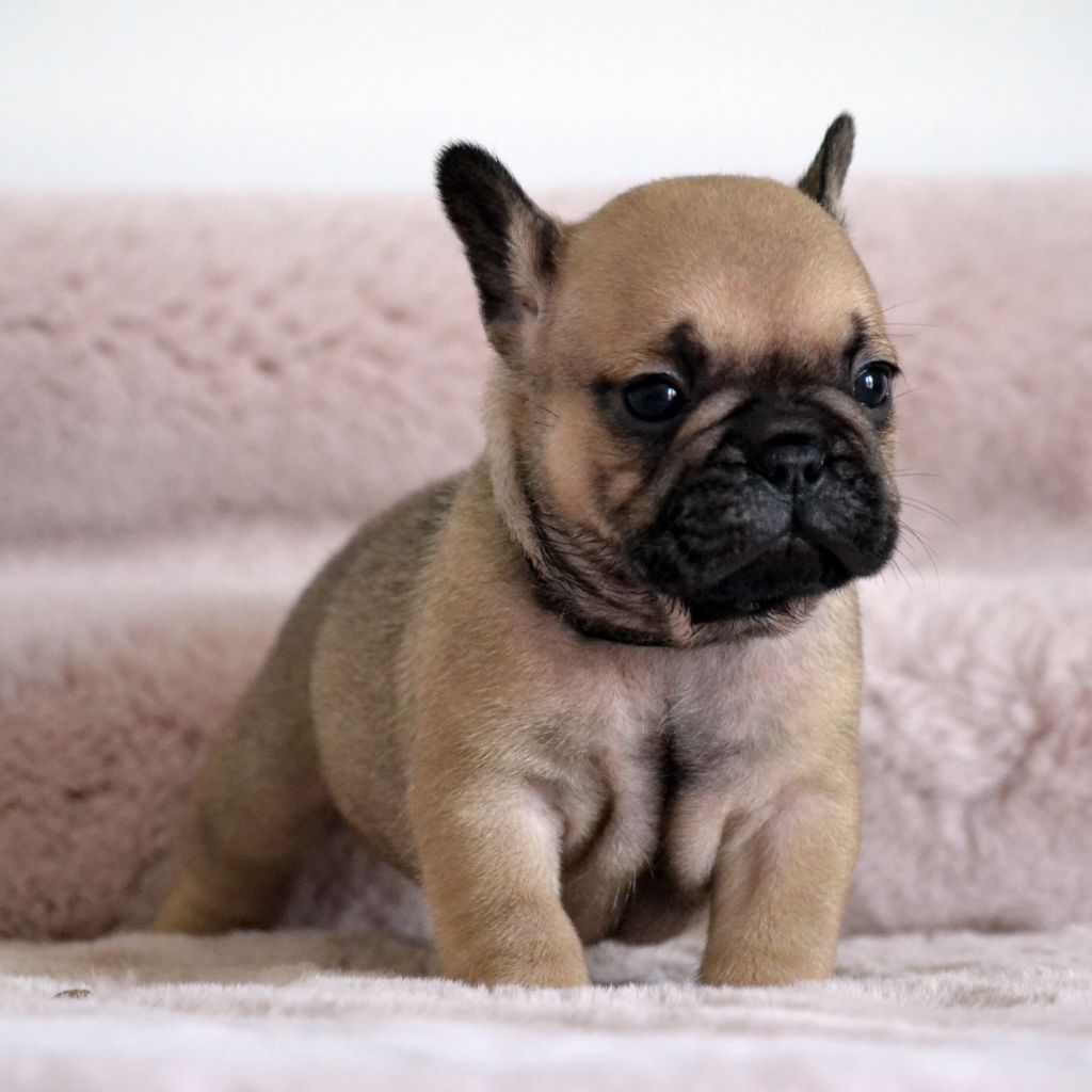 Des Loves Didi - Chiots disponibles - Bouledogue français