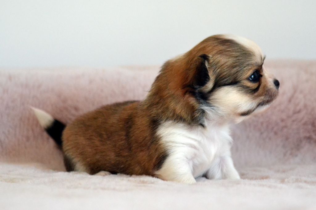 Des Loves Didi - Chiots disponibles - Chihuahua