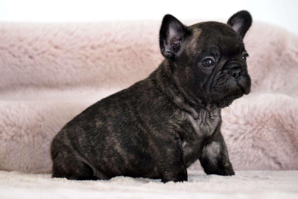 Des Loves Didi - Chiots disponibles - Bouledogue français