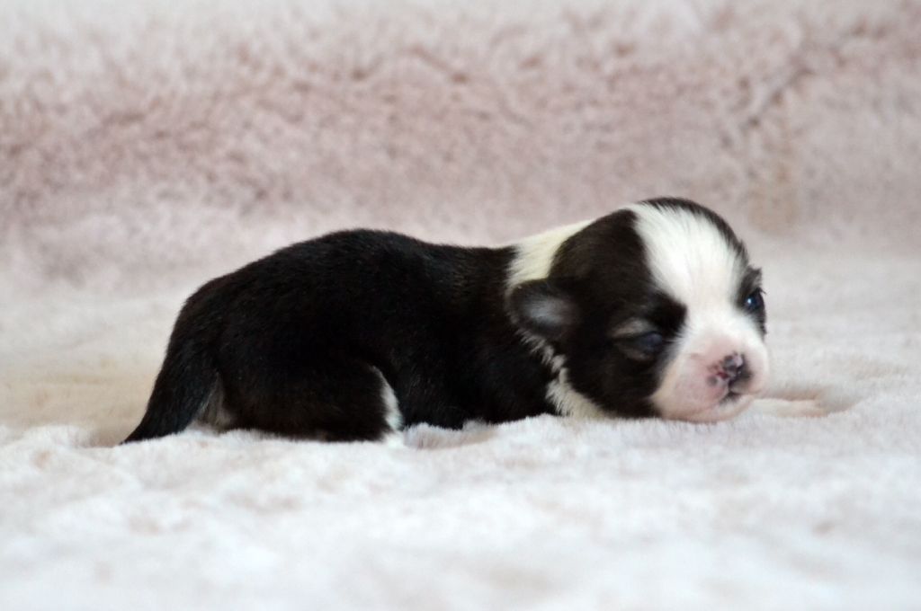 Des Loves Didi - Chiots disponibles - Chihuahua