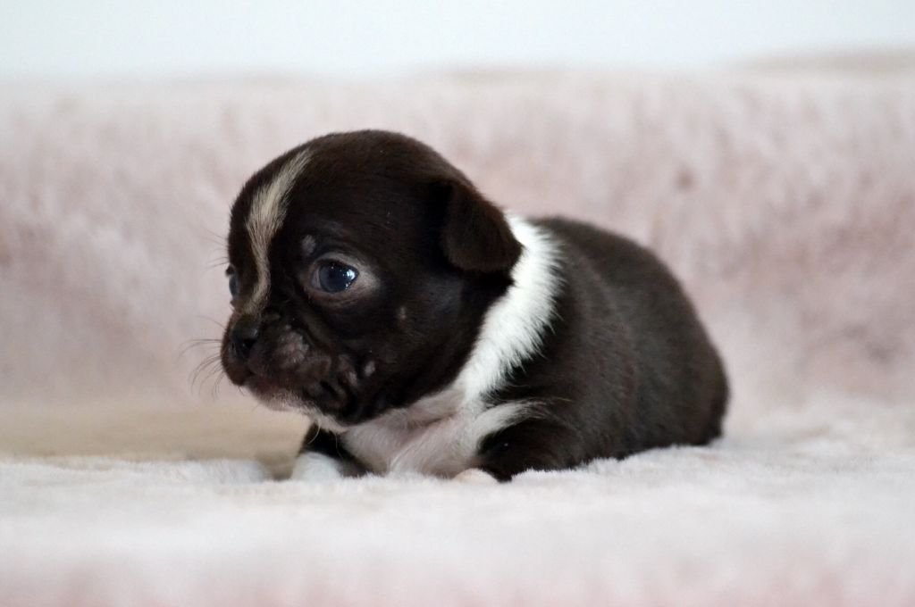 Des Loves Didi - Chiots disponibles - Chihuahua