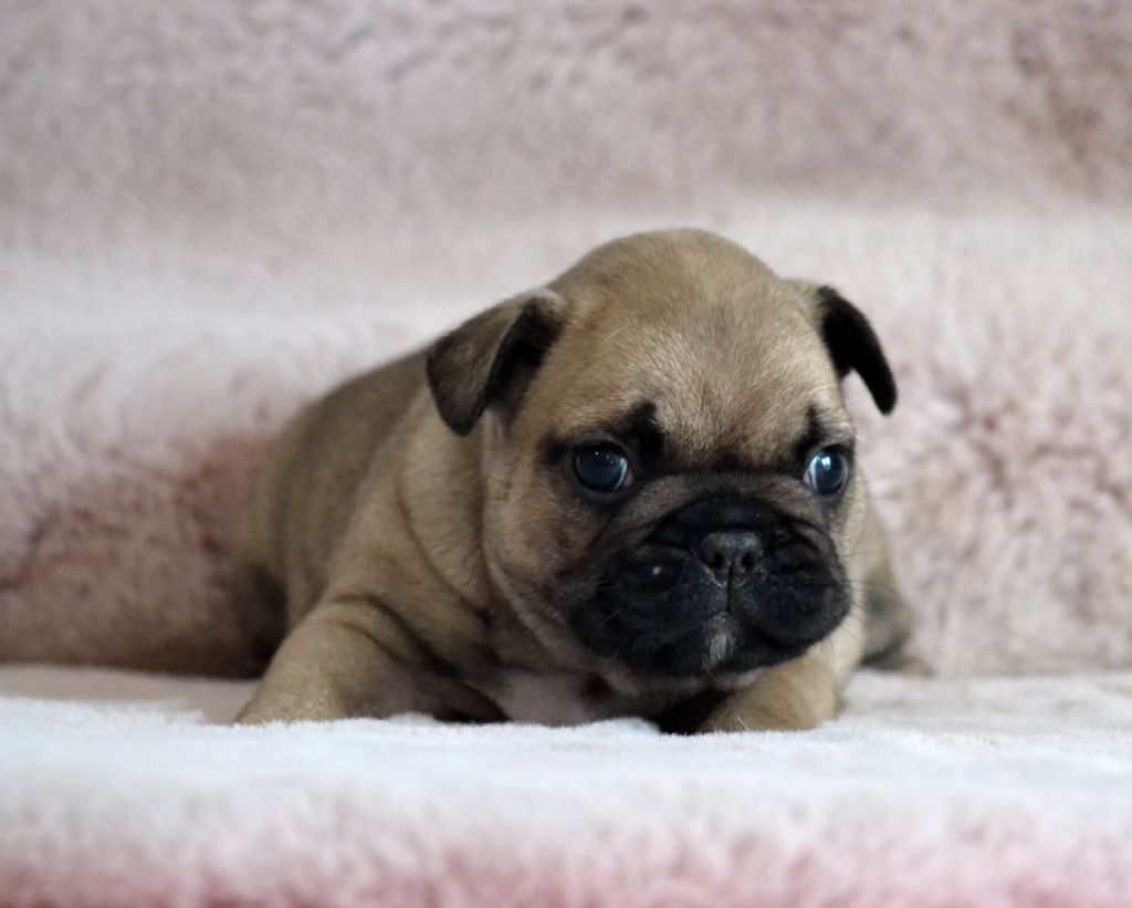 Des Loves Didi - Chiots disponibles - Bouledogue français