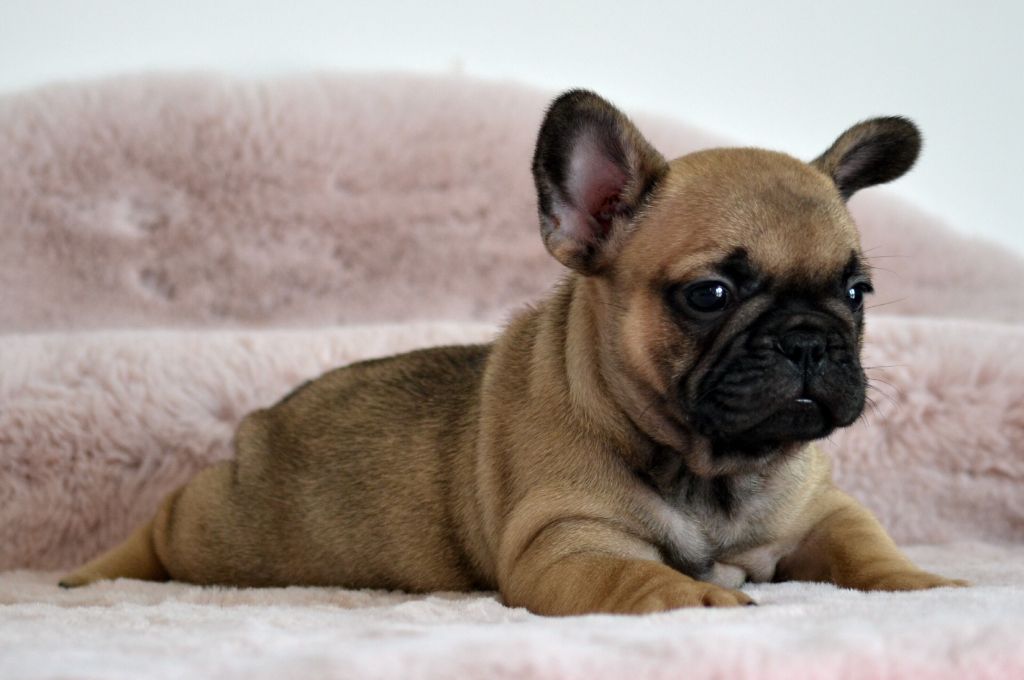 Des Loves Didi - Chiots disponibles - Bouledogue français