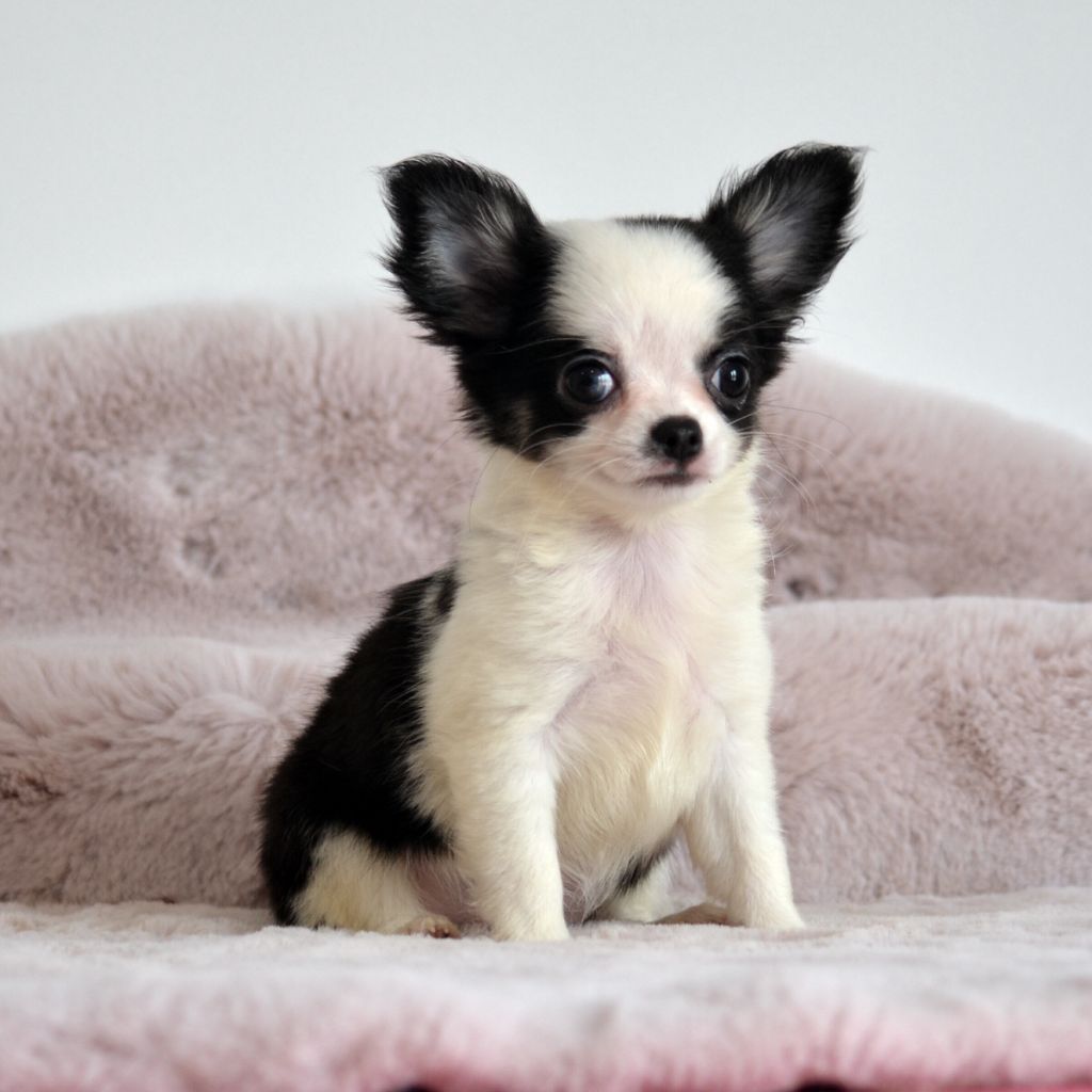 Des Loves Didi - Chiots disponibles - Chihuahua