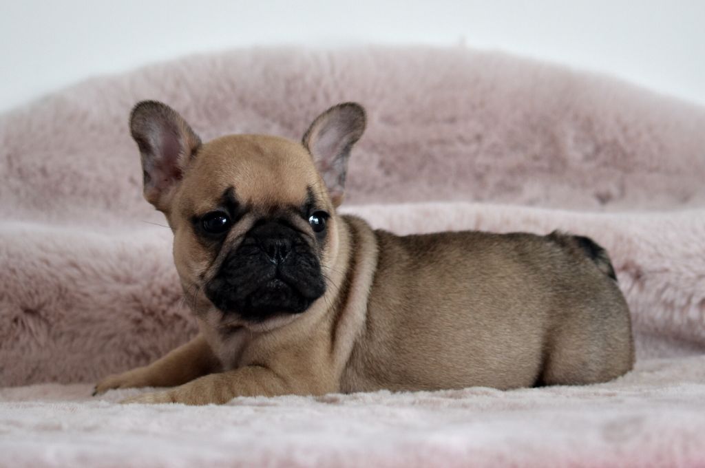 Des Loves Didi - Chiots disponibles - Bouledogue français