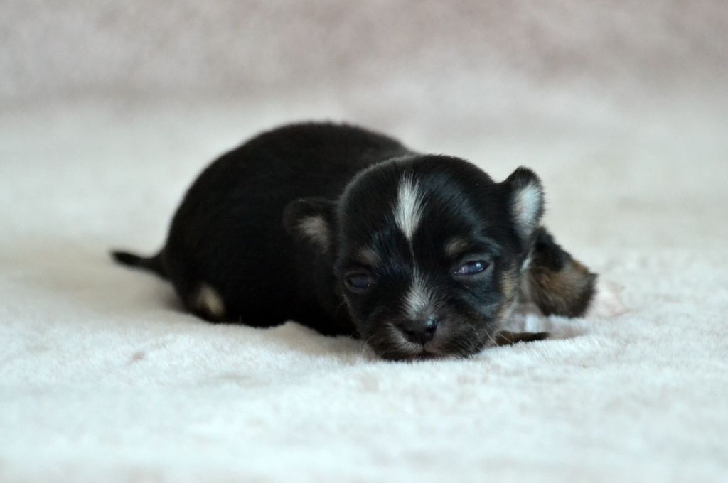 Des Loves Didi - Chiots disponibles - Chihuahua