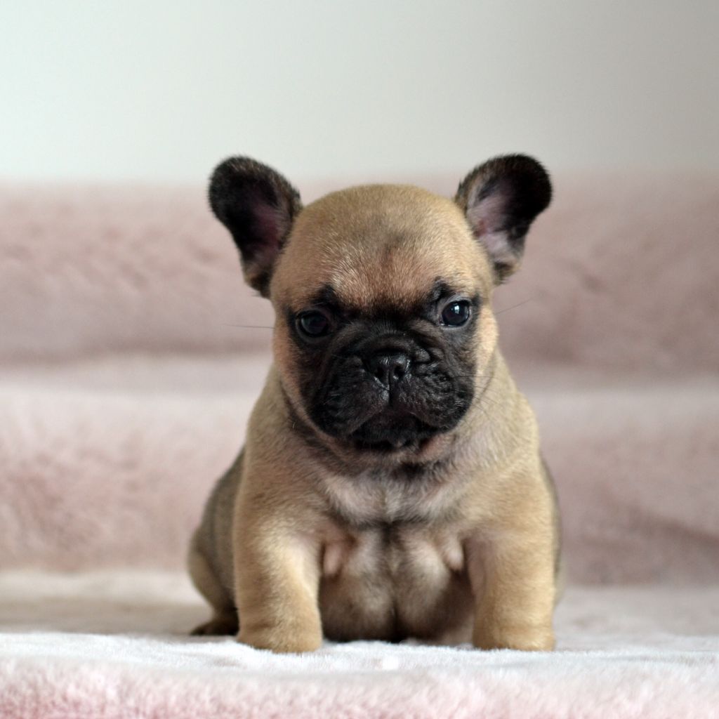Des Loves Didi - Chiots disponibles - Bouledogue français