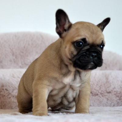 Alaïa Des Loves Didi