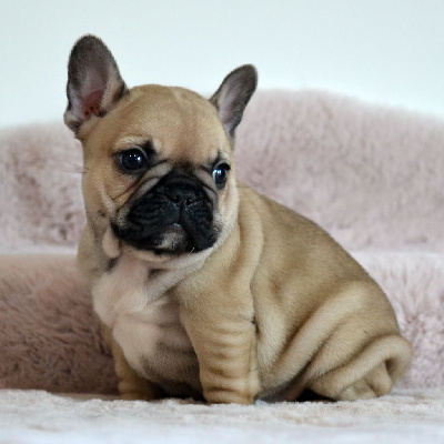 Ambre Des Loves Didi