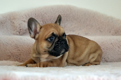 Arizona Robbins Des Loves Didi