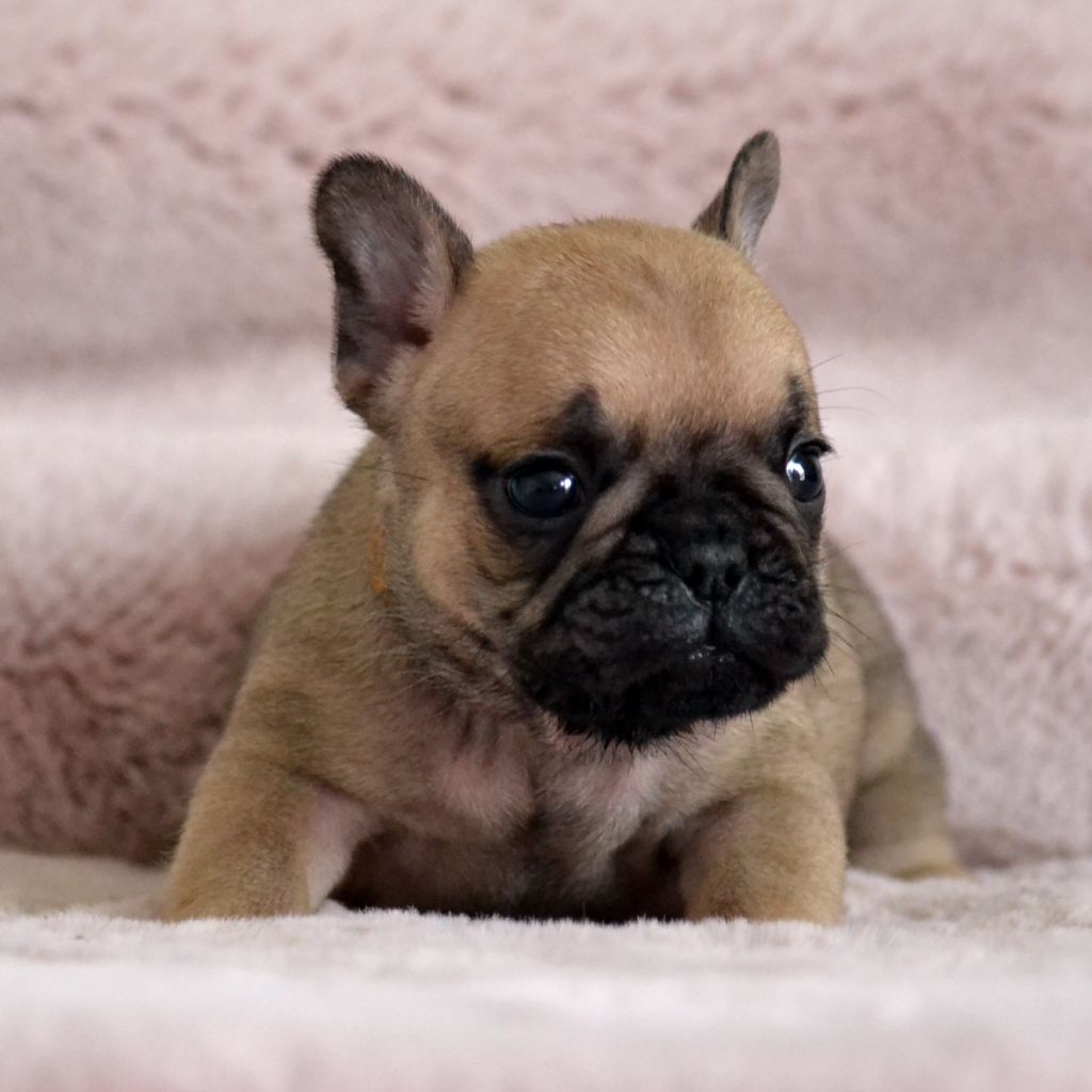 Des Loves Didi - Chiots disponibles - Bouledogue français