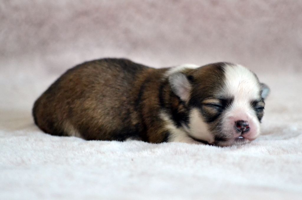 Des Loves Didi - Chiots disponibles - Chihuahua