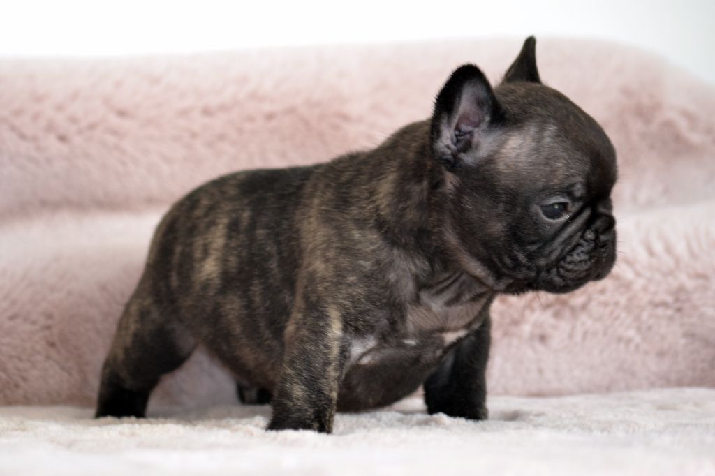 Des Loves Didi - Chiots disponibles - Bouledogue français