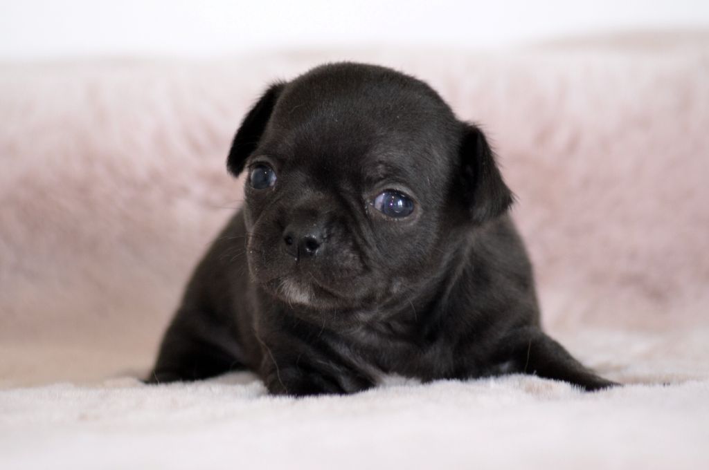 Des Loves Didi - Chiots disponibles - Chihuahua