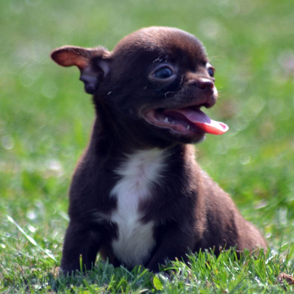 Des Loves Didi - Chiots disponibles - Chihuahua
