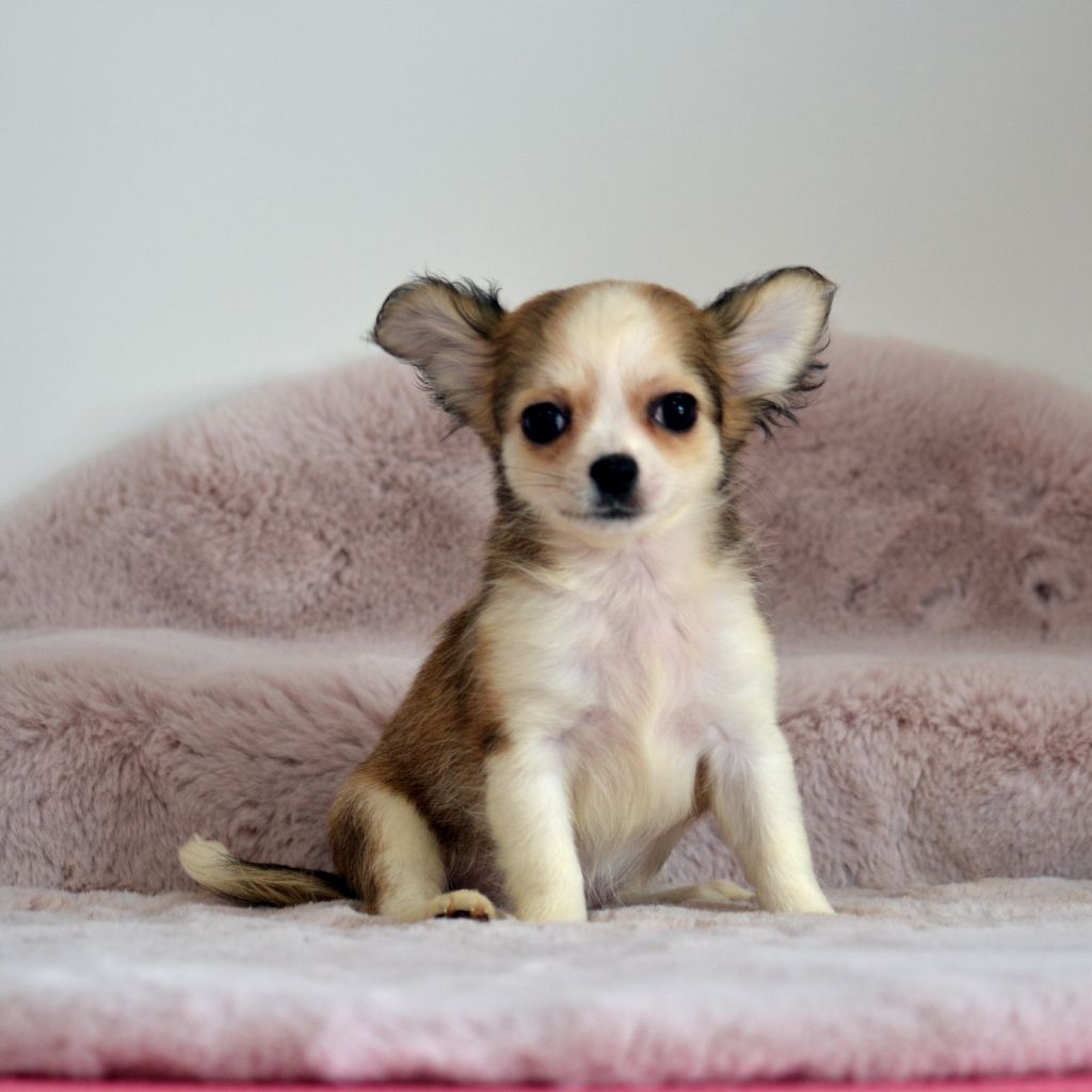 Des Loves Didi - Chiots disponibles - Chihuahua
